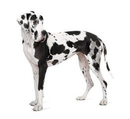 Great Dane (4 years old)