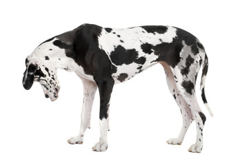 Great Dane (4 years old)