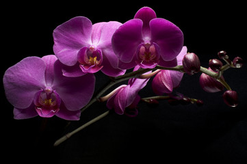 Fototapeta na wymiar Phalaenopsis Orchidea