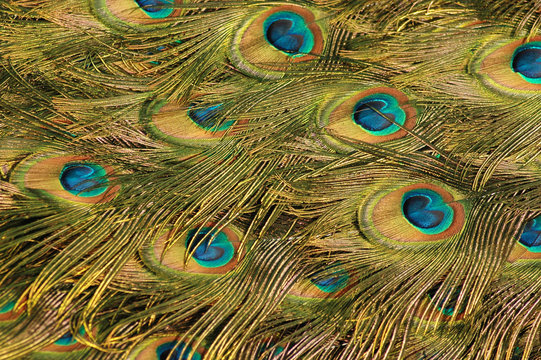 Peacock's feather .