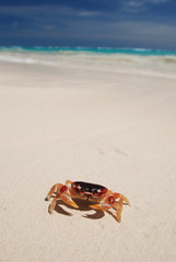 Crab on a beach