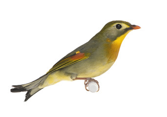 Red-billed Leiothrix - Leiothrix lutea