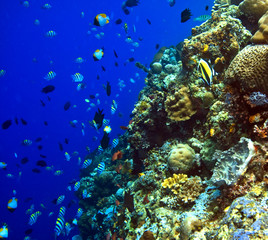 Obraz na płótnie Canvas Coral reefs