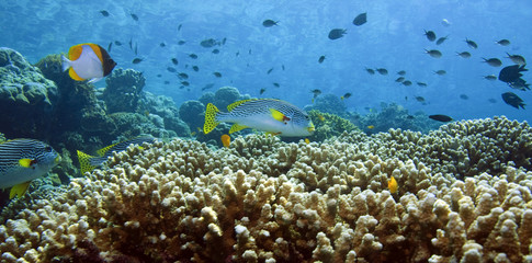 Coral reefs
