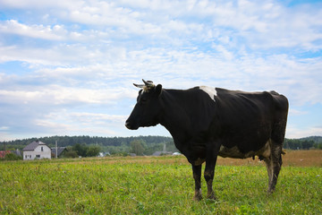 cow on meadow