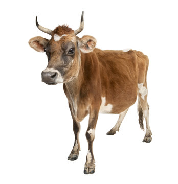 Jersey cow (10 years old)