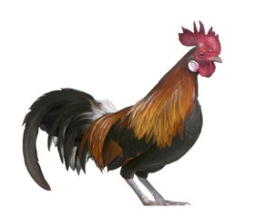 Gallic rooster (1 year old)