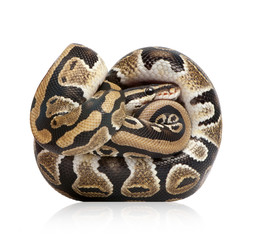 Fototapeta premium Young Python regius (10 months old)