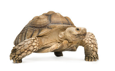 Obraz premium African Spurred Tortoise - Geochelone sulcata