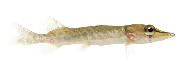 Young Northern pike - Esox lucius (1 years)