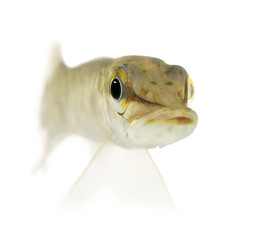 Young Northern pike - Esox lucius (1 years)