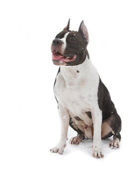 American Staffordshire Terrier on a white under the flying snow