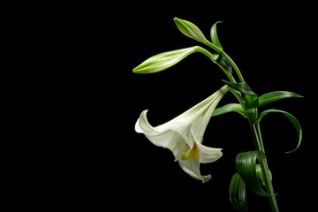 weisse Lilie © Oscar Brunet