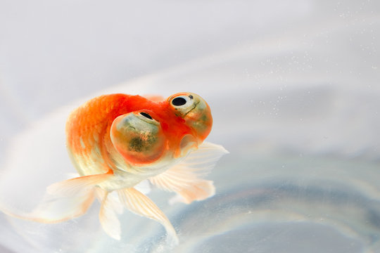 poisson rouge