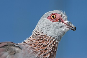 Rock Pidgeon Portrait