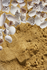 Sand and Seashells