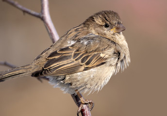 sparrow warms in the sun