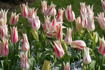 Papier Peint photo Lavable Tulipe field of tulips