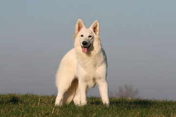 berger blanc planté de face en pleine nature tirant la langue