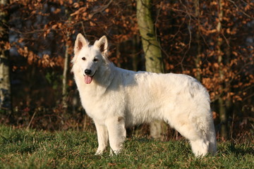 le beau berger blanc suisse de profil à la campagne