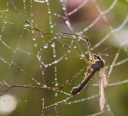 mosquito in cobweb