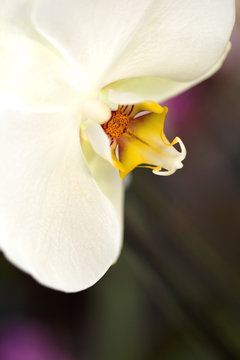 orchid&eacute;e