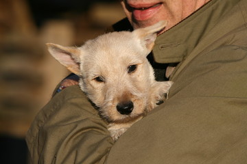 le petit scottish terrier blanc dans les bras de son maître