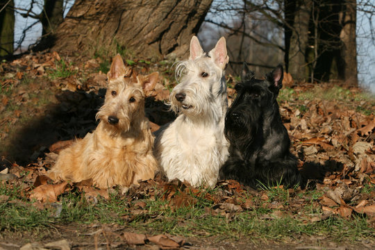 trois scottish terriers diff&eacute;rents en automne dans les feuilles