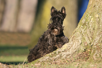 le scottish terrier adulte cendré intrigué