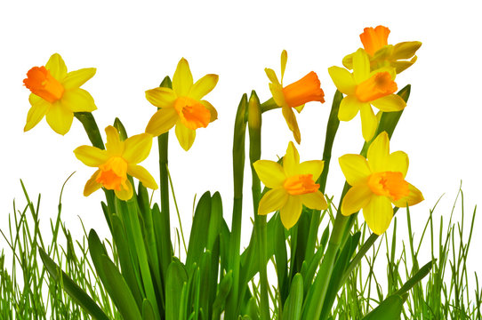 Yellow Daffodils with Grass Isolated