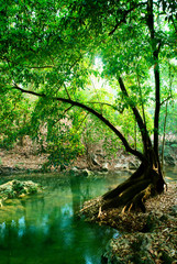 river in deep forest