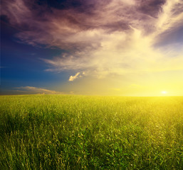 field of grass and sunset