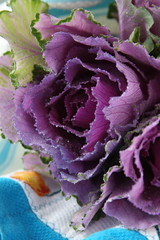 Fototapeta premium Flowering Purple Kale