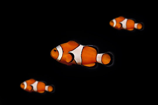 Clownfisch