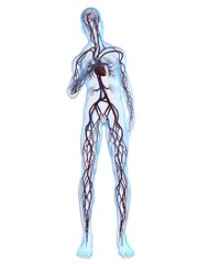 Obraz na płótnie Canvas körper mit vaskulärem system und herzschmerzen