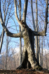 Fototapeta na wymiar tree with a human form