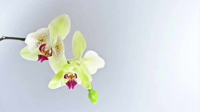 blooming orchid