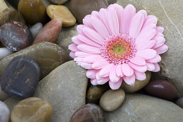 Fototapeta na wymiar różowy Gerber na kamieniach