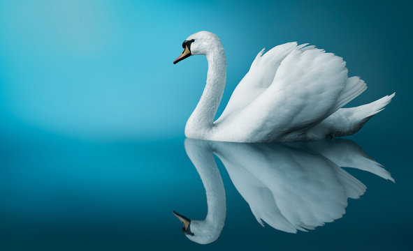 White Swan Images – Browse 274,142 Stock Photos, Vectors, and Video | Adobe  Stock