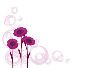 Blümenhintergrund,Gerbera pink