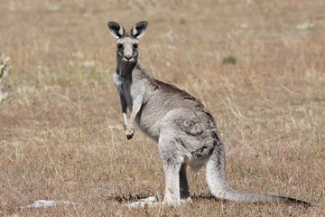 Naklejka na ściany i meble Australijski Kangur szary