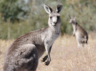Naklejka na ściany i meble Australijski Kangur szary