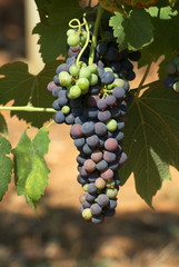 Fototapeta premium vigne