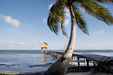 Palm tree and Hut near Sunset