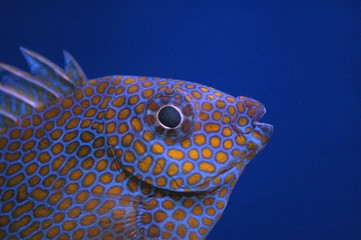 A spotted fish