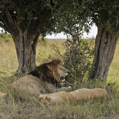 Lions resting under tree