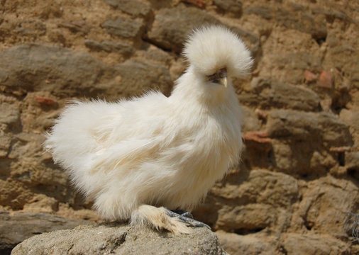 poule negre soie barbue