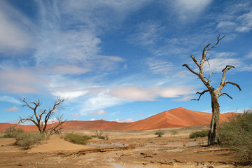 Fototapeta na wymiar Namibwüste bei Sossuvlei.Namibia
