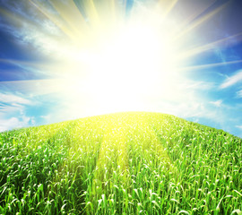 Green field