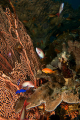 coral and fish